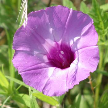 morning glory