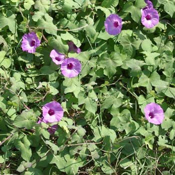 morning glory