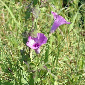 morning glory
