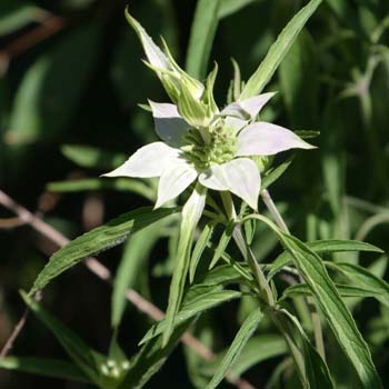mountain mint