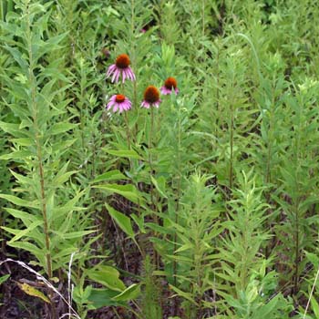 purple coneflower