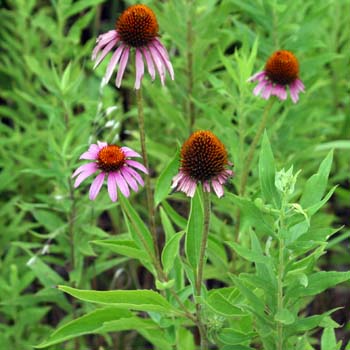 purple conflower