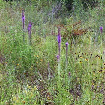 bottle brush blazing star