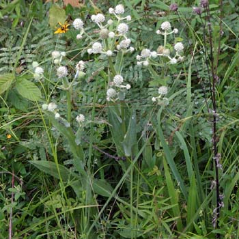 rattlesnake master