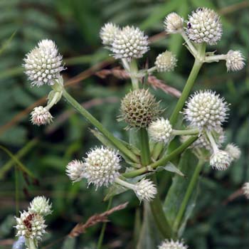 rattlesnake master