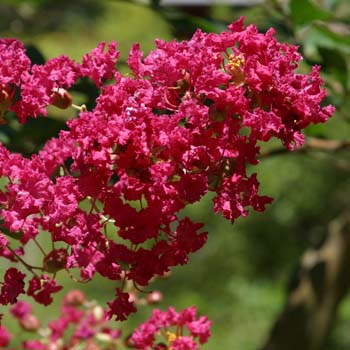 crepe myrtle