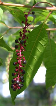 pokeweed berries
