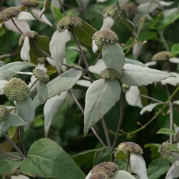 mountain mint