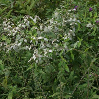 mountain mint