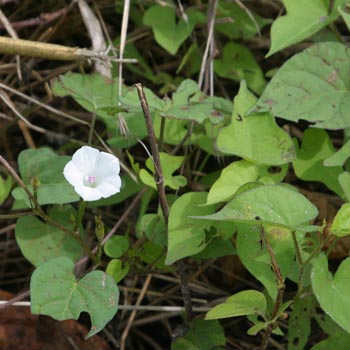morning glory