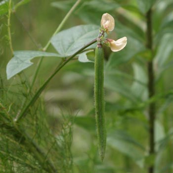 wild bean