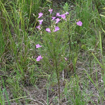 slender false foxglove