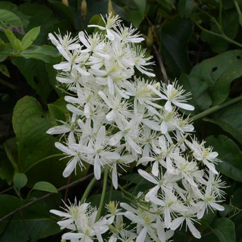 virgin's bower