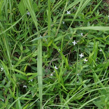 buttonweed