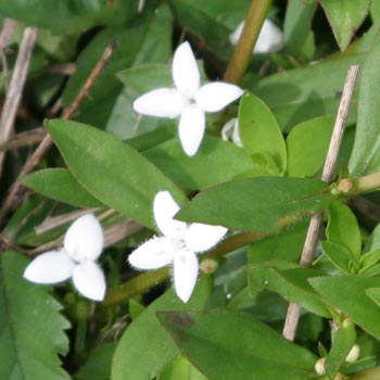 buttonweed