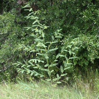 bladderpod