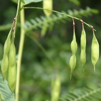 bladderpod seeds