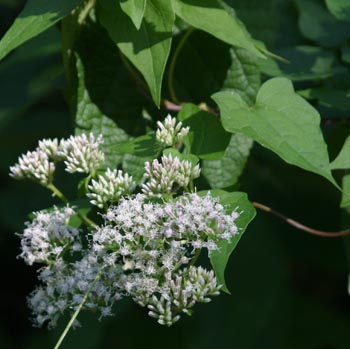 climbing hempweed