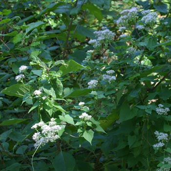 climbing hempweed