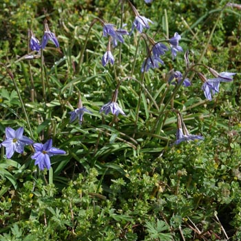 spring star flower