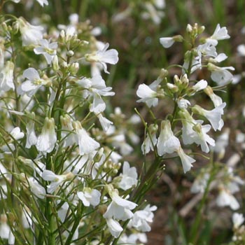 spring cress