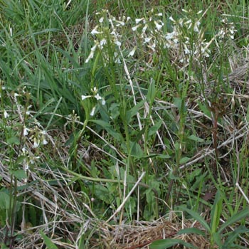 spring cress