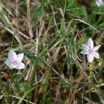 spring beauty