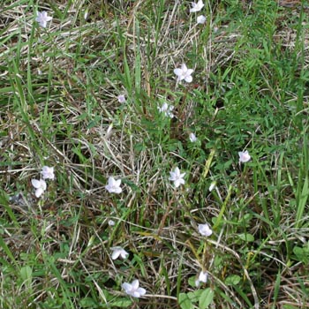spring beauty