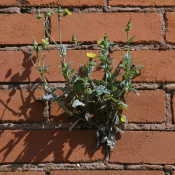 spiny-leaved sow thistle