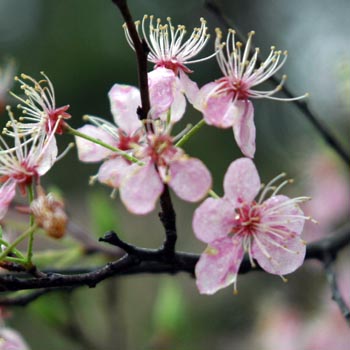 southern crab apple