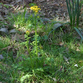 butterweed