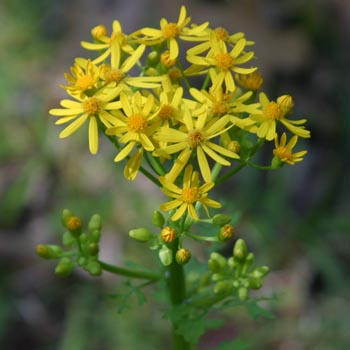 butterweed