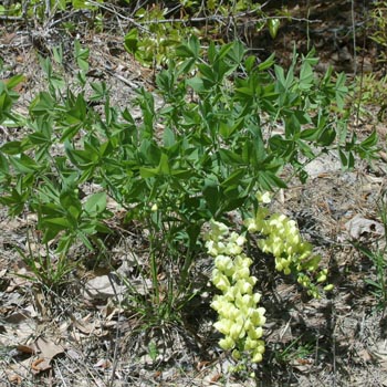 cream wild indigo