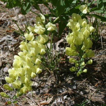 cream wild indigo