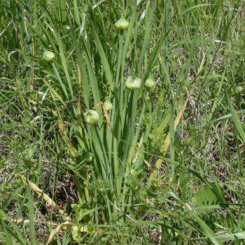 wild onion