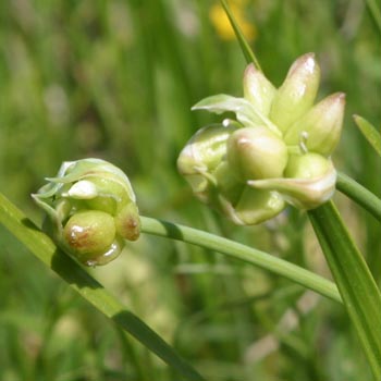 wild onion