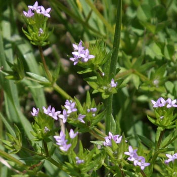 rough buttonweed