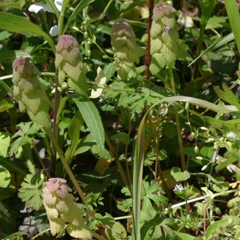dead nettle