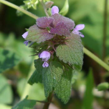 dead nettle