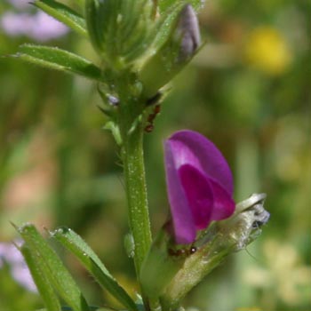common vetch