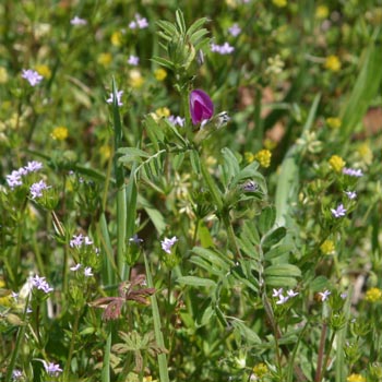 common vetch