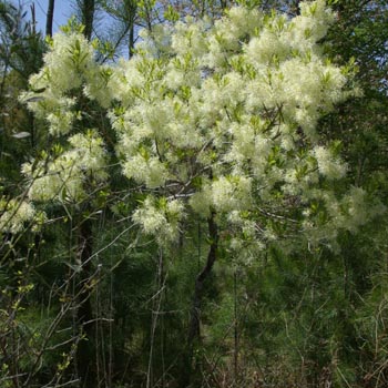 fringe tree