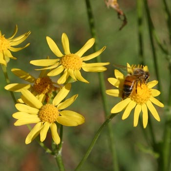 roundleaf groundsel