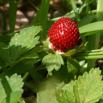 Indian strawberry