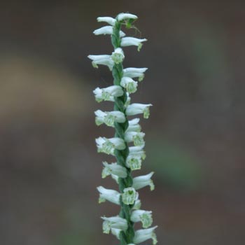 Ladies' Tresses