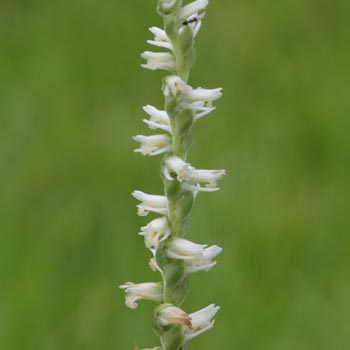 Ladies' Tresses