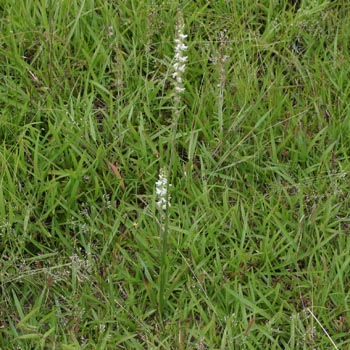 Ladies' Tresses