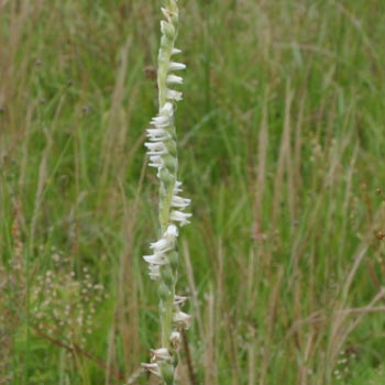 Ladies' Tresses