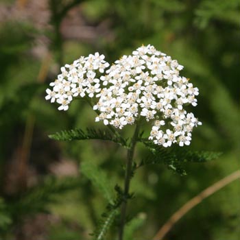 yarrow