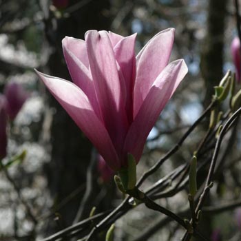 Tulip Magnolia